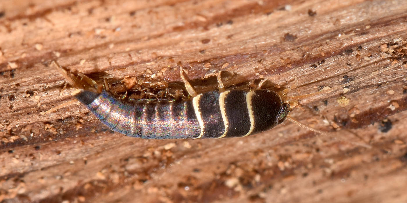 Lepisma sp.